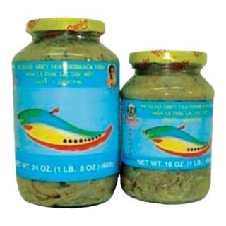 PANTAI  -GREY FEATHERBACK (L)